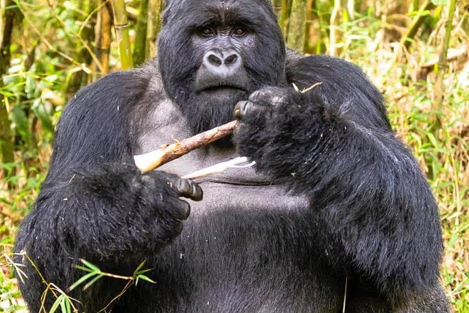 From Kigali: 10 Hour Day-trip Rwanda Gorilla Trekking with Lunch - Service That Gets Praised: The People Behind the Trip