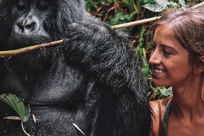 From Kigali: 10 Hour Day-trip Rwanda Gorilla Trekking with Lunch - Briefing Time: How You’re Prepared for a Protected Gorilla Encounter