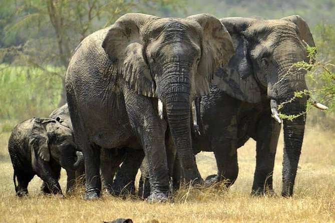 From Kigali: 12 Hour Custom Day trip for game Drive in Akagera NP - Full game drive or boat trip plus a short drive, how to choose