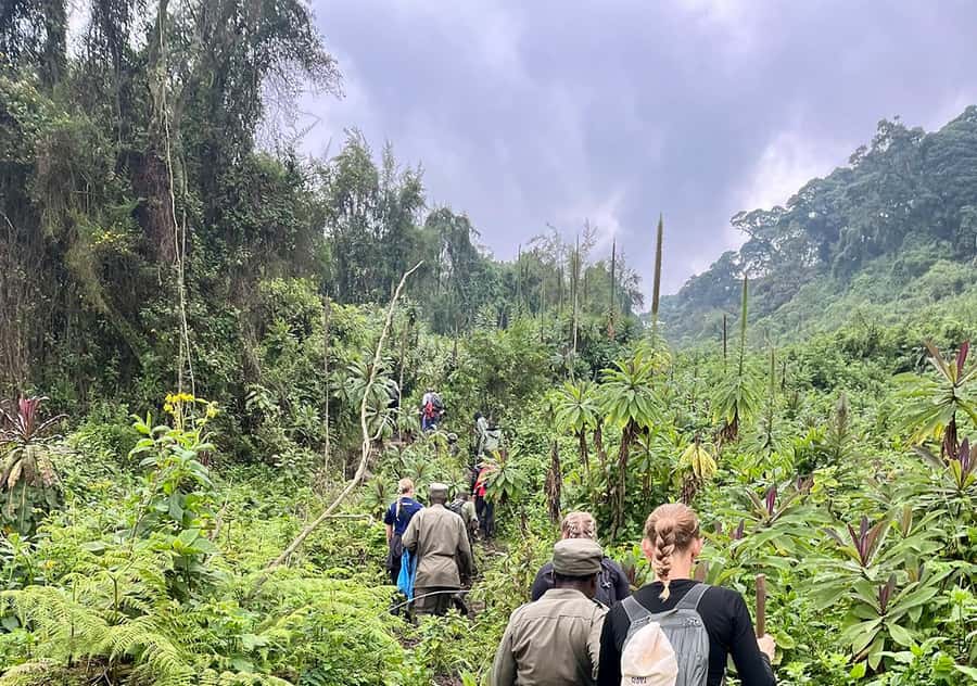 From Kigali: Bisoke Summit Trek, Crater Lake 1 Day Safari - Why Bisoke Crater Lake Feels Special (Not Just Another Summit)