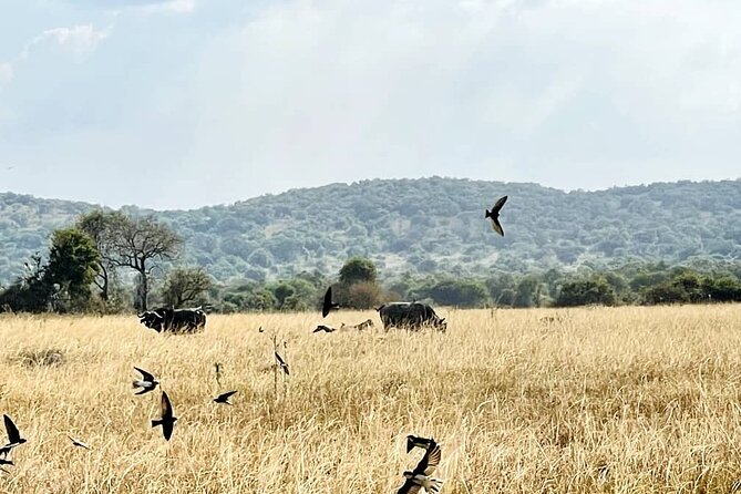 Full Day Akagera National Park Game Drive and Boat Safari - Key points before you go