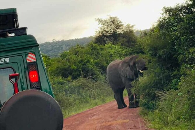 Full Day Akagera National Park Game Drive and Boat Safari - The 5:00 am start, Kigali-to-park drive, and why you should prepare for a bumpy day