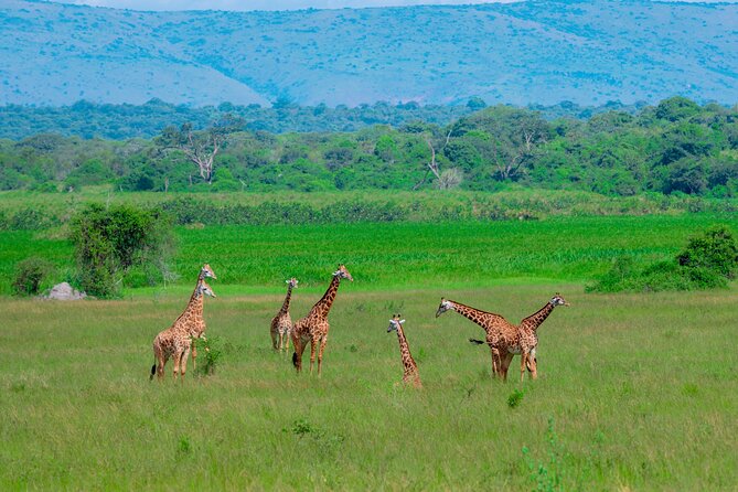 Full-Day Private Safari of Akagera National Park with Lunch - Bashana Companies and Imigongo Art Center stop: more than a stretch break