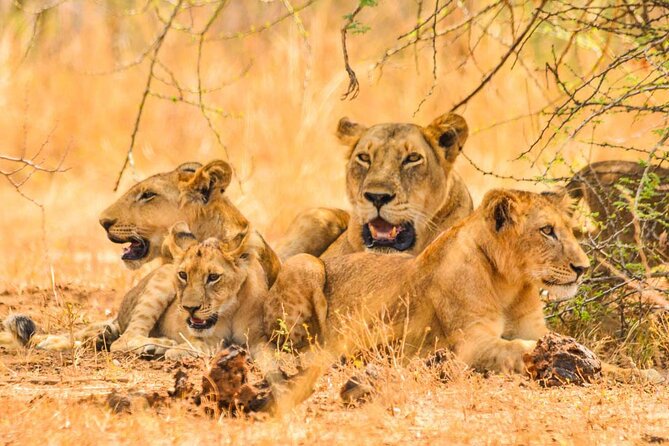 Full Day Shared Akagera Safari Tour with Lunch and Coffee - The 5:00 am Pickup and the 12+ Hour Rhythm