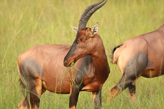 Full Day Shared Akagera Safari Tour with Lunch and Coffee - Guides Matter: From Sayed to Chadi to Kennett
