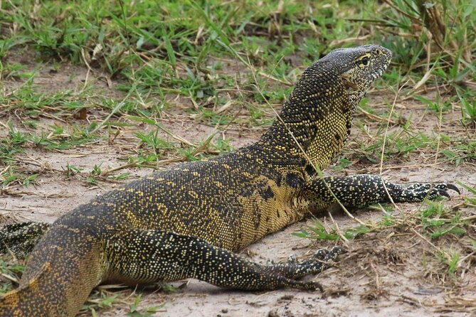 Full Day Shared Akagera Safari Tour with Lunch and Coffee - Lunch, Soft Drinks, Coffee, and the Comfort Stuff That Saves the Day