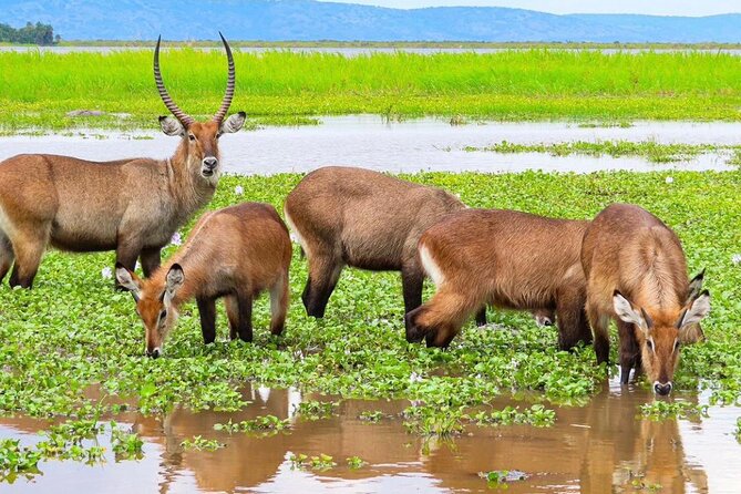 Full Day Shared Akagera Safari Tour with Lunch and Coffee - Price and Value: What $390 Buys You Here
