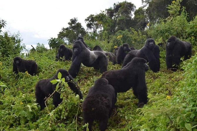Gorilla trekking &wildlife adventure in Rwanda - Key Takeaways Before You Book