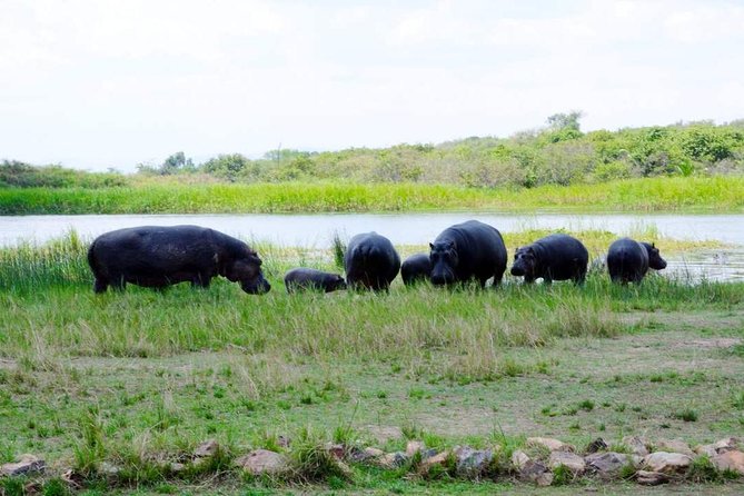Gorilla trekking &wildlife adventure in Rwanda - Nyungwe Forest and Chimpanzee Trekking: When the Forest Gets Personal