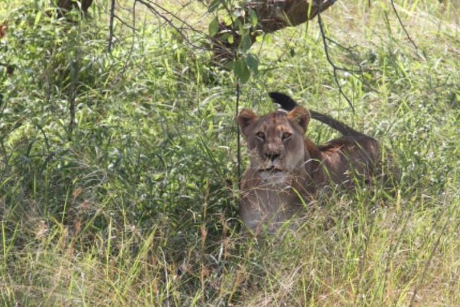 Gorilla trekking &wildlife adventure in Rwanda - Lake Kivu: The Break Between Big Wildlife Days