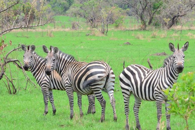 Gorilla trekking &wildlife adventure in Rwanda - The 8-Day Loop You Should Expect: Akagera, Nyungwe, Volcanoes, Lake Kivu