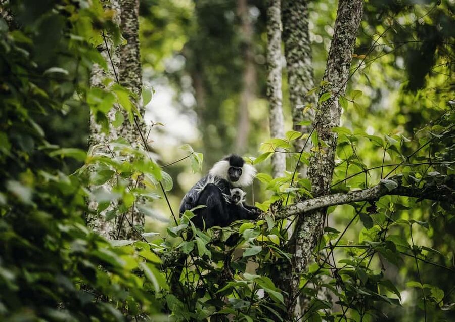 Kigali:1 Day Nyungwe Canopy Walk & Waterfall Tour adventure - Key highlights to look for