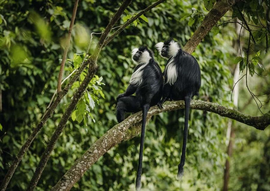 Kigali:1 Day Nyungwe Canopy Walk & Waterfall Tour adventure - Who should book this Nyungwe day trip from Kigali