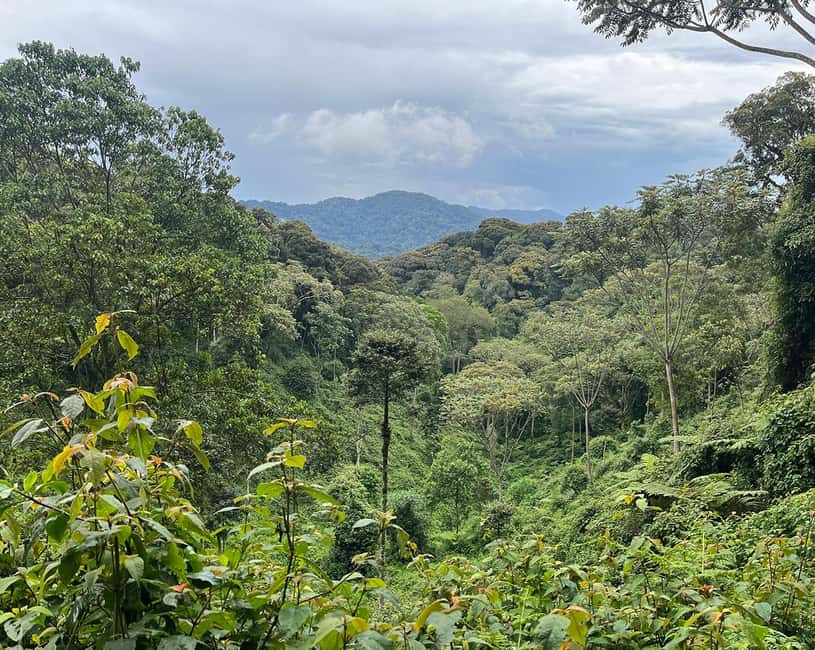 Kigali:1 Day Nyungwe Canopy Walk & Waterfall Tour adventure - Kigali to Nyungwe: the 4x4 drive that shapes your day
