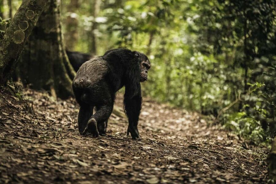 Kigali:1 Day Nyungwe Canopy Walk & Waterfall Tour adventure - Canopy suspension bridge: 50 meters up, 200 meters long