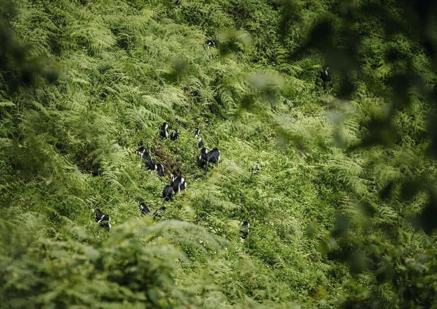 Kigali:1 Day Nyungwe Canopy Walk & Waterfall Tour adventure - Lunch and timing: how the day actually feels