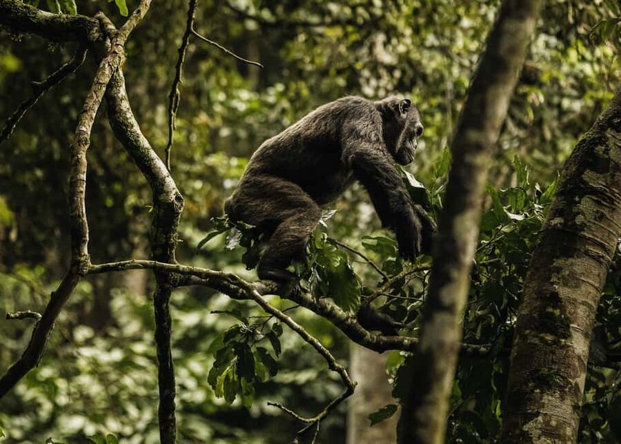 Kigali:1 Day Nyungwe Canopy Walk & Waterfall Tour adventure - Price and value: what $290 really covers
