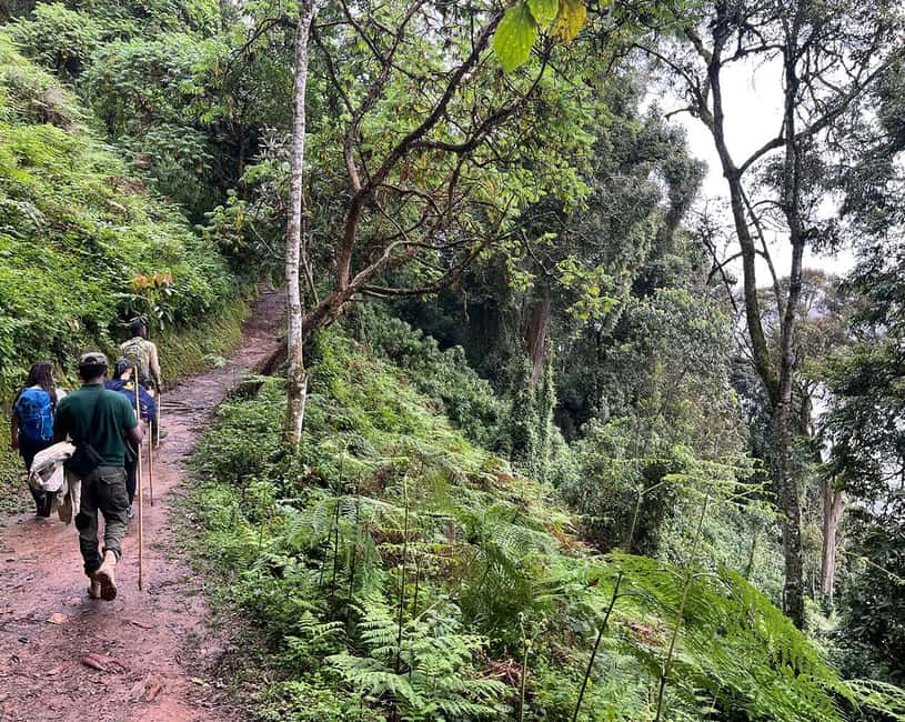 Kigali:1 Day Nyungwe Canopy Walk & Waterfall Tour adventure - What to bring (and what to skip)