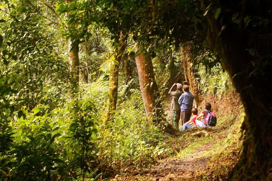 Kigali:1 Day Nyungwe Canopy Walk & Waterfall Tour adventure - Rainforest walk with a guide: where the wildlife happens