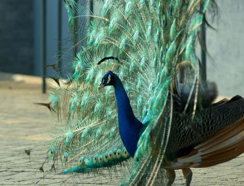 Kigali Eco Park Bird Watching Experience - Who should book this bird watching session