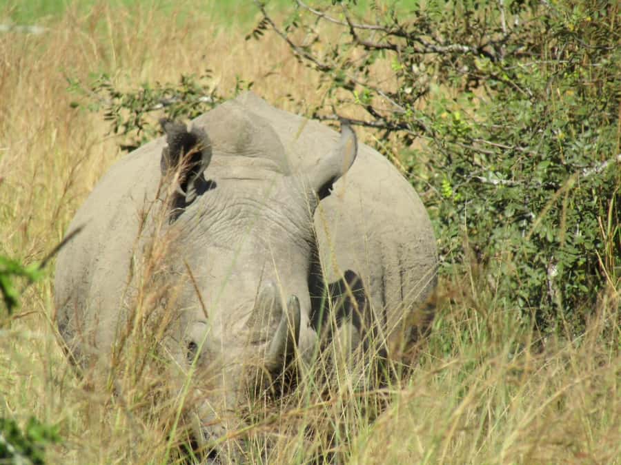 Kigali: Full-Day Akagera Safari + Optional Boat Ride - Why Akagera works as a one-day Big Five plan from Kigali