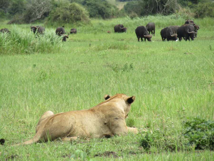 Kigali: Full-Day Akagera Safari + Optional Boat Ride - Timing, sunset chances, and getting back to Kigali