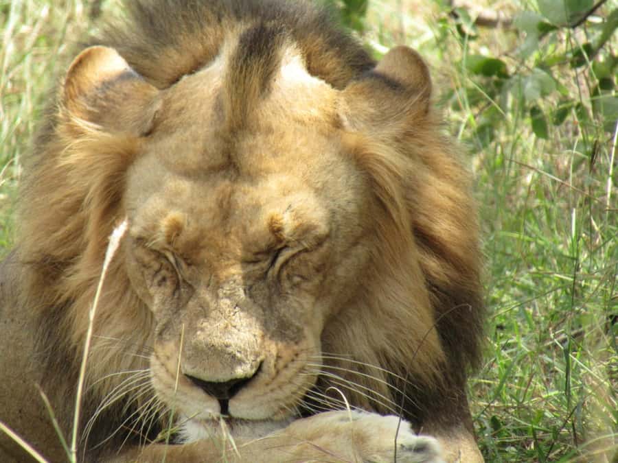 Kigali: Full-Day Akagera Safari + Optional Boat Ride - Price and value: $200 plus add-ons for entrance and the boat