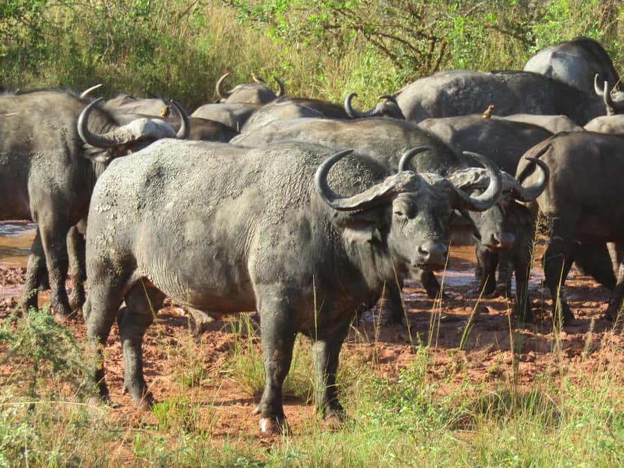 Kigali: Full-Day Akagera Safari + Optional Boat Ride - Who this suits best, and who should think twice