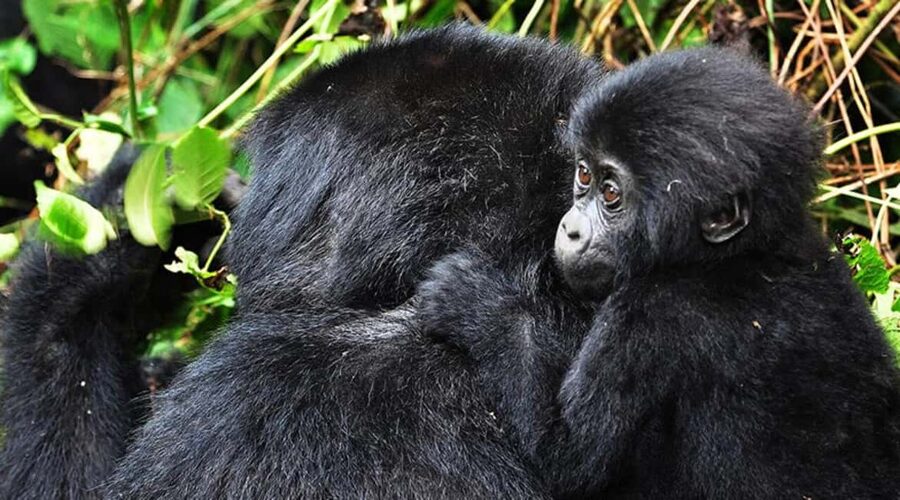 Kigali: Gorilla Trekking in Volcanoes National Park - From Kigali to Musanze-Kinigi: why the early start is part of the deal