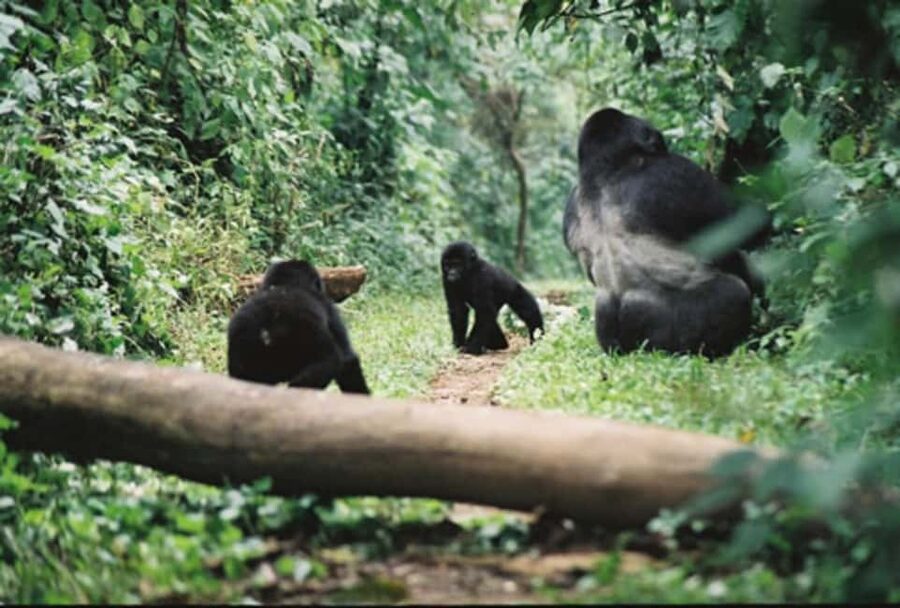 Kigali: Gorilla Trekking in Volcanoes National Park - Volcanoes National Park headquarters: briefing, groups, and ranger direction