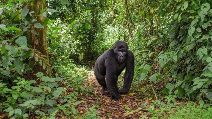 Kigali: Gorilla Trekking in Volcanoes National Park - Who this gorilla trek day fits best, and who should think twice