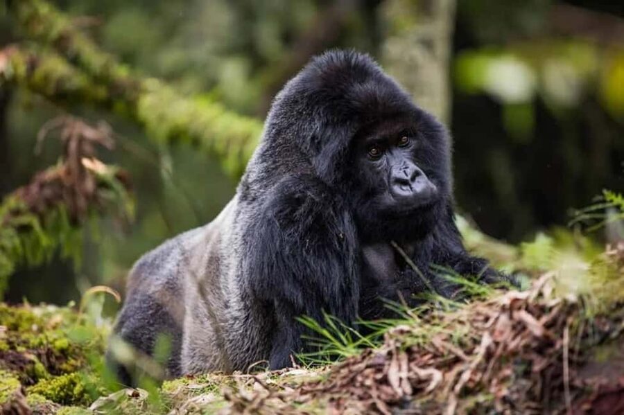 Kigali: Gorilla Trekking in Volcanoes National Park - The trek itself: 2 to 8 hours of patience, not a sprint