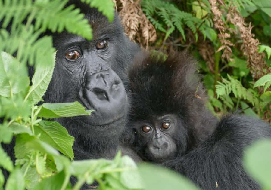 Kigali: Rwanda Gorilla Tracking in Volcanoes National Park - Key Highlights You Should Actually Care About
