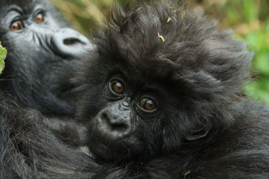 Kigali: Rwanda Gorilla Tracking in Volcanoes National Park - The Trek Up: What 2,500m to 4,000m Feels Like in Practice