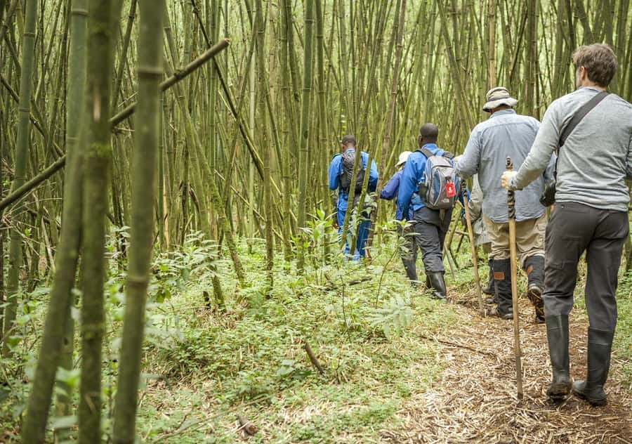 Kigali: Rwanda Gorilla Tracking in Volcanoes National Park - Virunga Volcano Views and Jungle Timing: The Scenic Payoff Between Stops