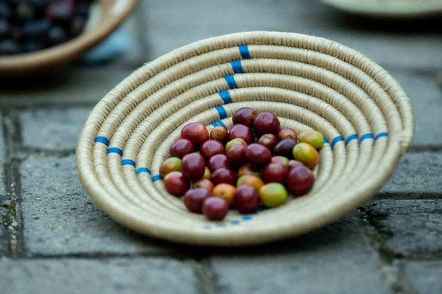 Kigali: Traditional Coffee Experience ( Bean to Brew) - Price and Value: Is $50 Worth It in Kigali?