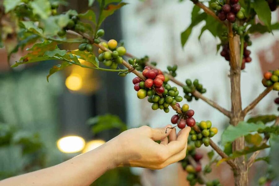 Kigali: Traditional Coffee Experience ( Bean to Brew) - Cultural Exchange at an Arts Center, Not a Set Piece