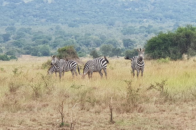One-day Akagera National Park Game Drive with a Choice 4x4 - Key Points You Should Know Before You Go