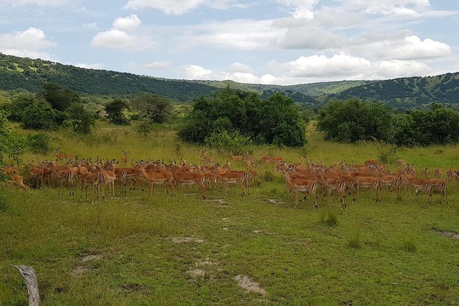 One-day Akagera National Park Game Drive with a Choice 4x4 - Akagera National Park: Your 6 Hours of Game Driving Time