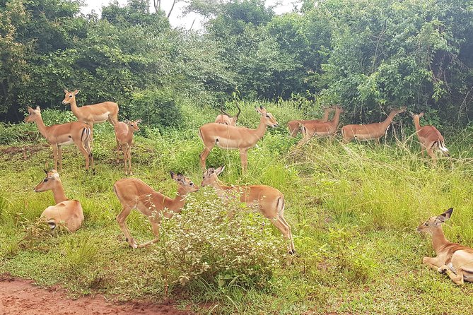 One-day Akagera National Park Game Drive with a Choice 4x4 - Optional Ihema Lake Boat Ride: When Wildlife Shows Up Off the Roads