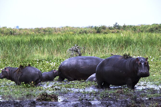 One-day Akagera National Park Game Drive with a Choice 4x4 - Guides and Finding Animals: The Difference Between Driving and Hunting