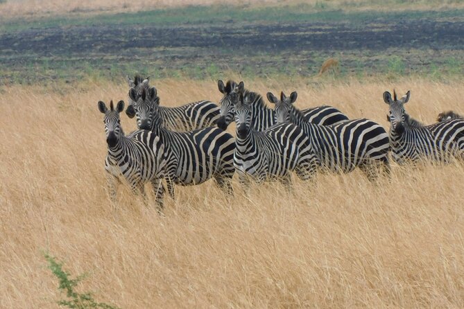 One Day Akagera Safari From Kigali - Key things you’ll notice on this Akagera day trip