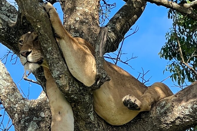 One Day Akagera Safari From Kigali - What you can realistically see in a one-day game drive
