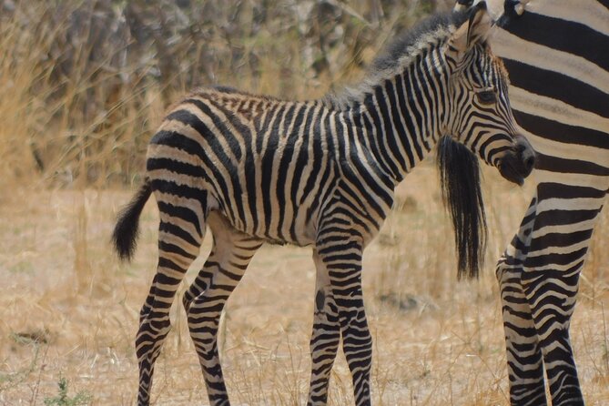 One Day Akagera Safari From Kigali - Lake Ihema and the water wildlife factor