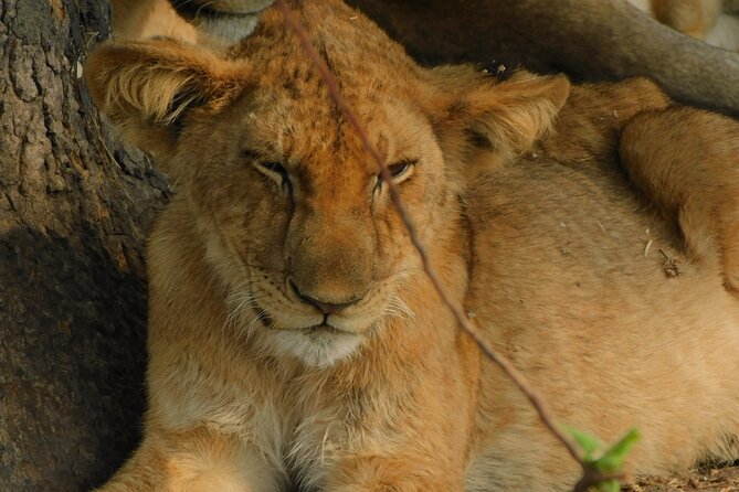 One Day Akagera Safari From Kigali - Birding time that actually feels like birding
