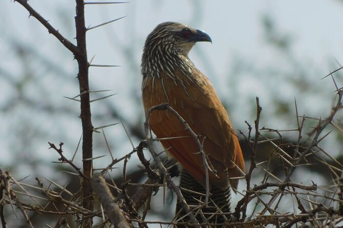 One Day Akagera Safari From Kigali - Lunch breaks and the small extras that improve the day
