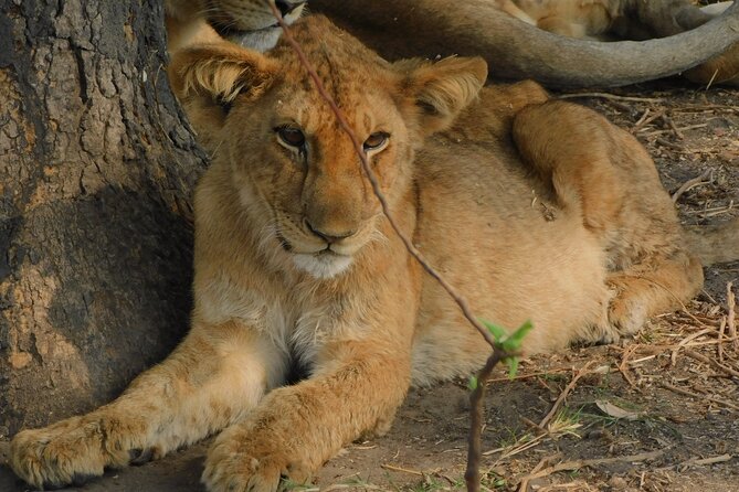 One Day Akagera Safari From Kigali - The terrain switch-up: woodlands, swamps, low mountains, savannah