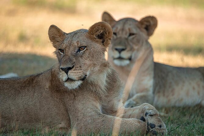 One Day Akagera Wildlife Safari - Key Highlights You’ll Care About