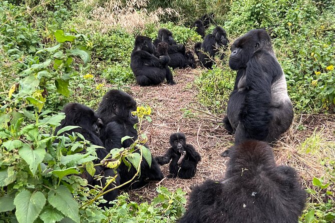 One Day Gorilla Trekking Rwanda & Iby'iwacu Cultural Village - Key highlights worth circling