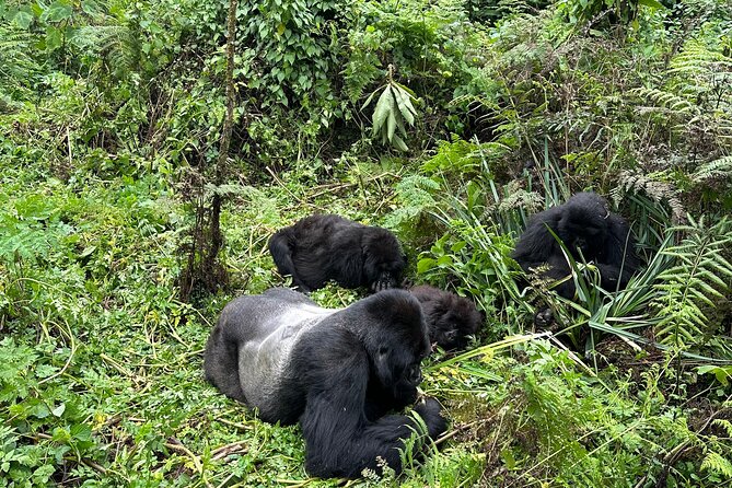 One Day Gorilla Trekking Rwanda & Iby'iwacu Cultural Village - Kigali day trip to Volcanoes National Park, why it works